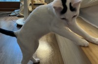 충남 천안 4개월 된 남아 코숏