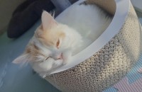 고양이무료분양