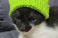 아기고양이 세마리 분양