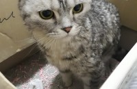 고양이 분양시켜요