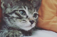 5살 코숏 여아 가족으로 맞아주실분 ㅜㅜ