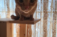 김해/무료분양 3살 남아 치즈냥이 무료 분양 합니다!