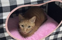 김해/무료분양 3살 남아 치즈냥 하늘이의 새로운 보호자 분을 찾습니다!