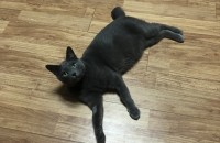 고양이 3마리 무료분양합니다