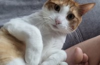 개냥이 남아 1살 분양합니다