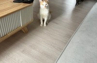 초초초초 개냥이 입양 보내요..