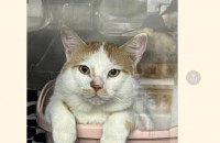 인천 고양이 분양해드리려구 합니다!