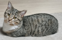 먼치킨 고양이 분양합니다.