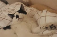 9개월 남아 접종완료 코숏 개냥이, 산책냥 분양합니다... (전남 순천)