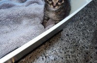 아기 고양이 분양