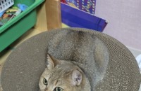 사랑 많이 주실 가족을 찾습니다 브리티시 숏헤어 남아 24년 12월생