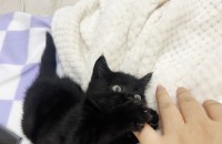 코리안숏헤어 3개월령 여아 ’제니‘ 입니다.