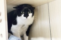 고양이무료분양 코리안숏헤어 5살 남아 왕커서 왕귀여운 턱시도냥, 이름은'별' 이에요!
