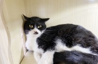 고양이무료분양 코리안숏헤어 1살령 여아 ’찰리‘ 입니다.