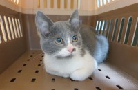 고양이무료분양 코리안숏헤어 4개월령 여아 '버터컵'입니다