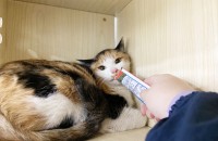 고양이무료분양 코리안숏헤어 1살령 여아 ’산삼이‘ 입니다.