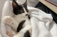 고양이무료분양 코리안숏헤어 4개월령 여아 ‘블로썸‘입니다