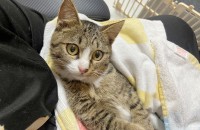 고양이 무료분양 코리안숏헤어 6개월령 여아 '버블스'입니다