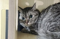 고양이무료분양 코리안숏헤어 4살 여아 ‘함양이‘의 입양을 기다려요!