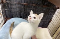 깨발랄 개구장이 4개월 코숏공주님 '또치' 를 입양해주세요