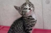 미묘 아기고양이 4마리