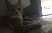 (경남) 이쁜 코숏남아 좋은분 기다립니다..