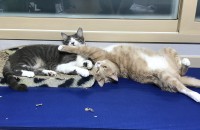 개냥이 코숏 분양해요