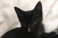 3개월된 아깽이 분양합니다.