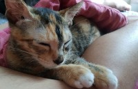 진주 5개월 코숏 여자아이 분양합니다