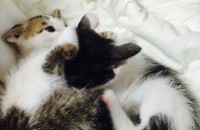 아기고양이2마리무료분양합니다ㅠ