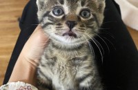 1개월 조금 넘은 아기고양이 무료분양합니다!