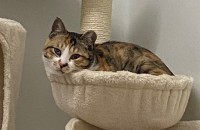 <부산>삼색냥 뭉치 입양처 급구합니다♡