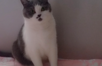 가족이 되어주실분만 연락주세요(부산/김해)