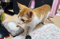 4계월된치즈냥이 남아 분양해요