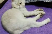 페르시안 친칠라 고양이 좀 부탁드려요..