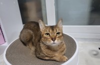 아비시니안 8세 여아 순하고착한 아리를 보냅니다(수원)