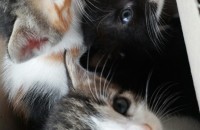 고양이 생후 2달이 되면 다시 올리겠습니다