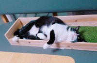 인천 / 5살 남아 (중성화완료) 코숏 (턱시도) 분양합니다.