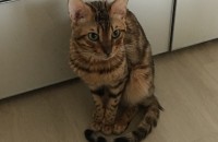 뱅갈 고양이 성묘 분양합니다