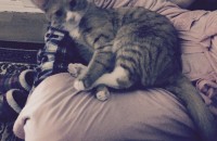 1.5 살고양이 분양드립니다