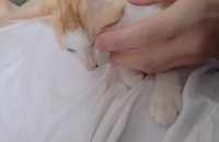 3개월된 코숏 분양해요