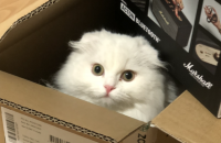 하이랜드폴드 분양합니다