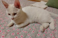 개냥이 분양합니다!!