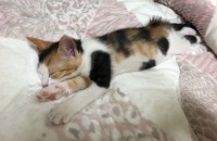 2개월된 아가냥이들분양보냅니다.