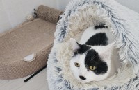 냥이 사랑으로 카워주실분