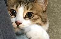 애교만점 4년된 코숏 여자아이 무료분양합니다