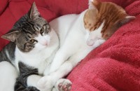 성묘 코숏 두마리 분양합니다!