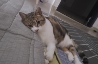 부산 한국고양이 5살 코코 무료분양 합니다!