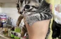 아기고양이 무료분양합니다.