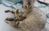 코리안숏 5살 암컷(중성화) 분양합니다